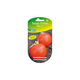 Tomate Ferline F1 Les Doigts Verts Résistante