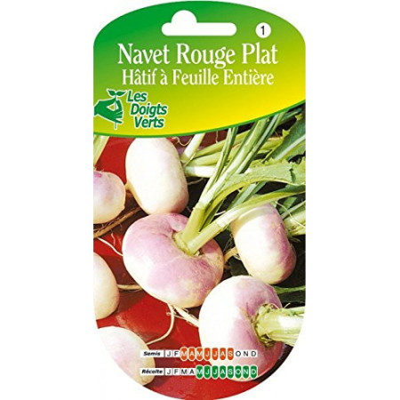 Navet Rouge Plat Hâtif Les Doigts Verts Graines