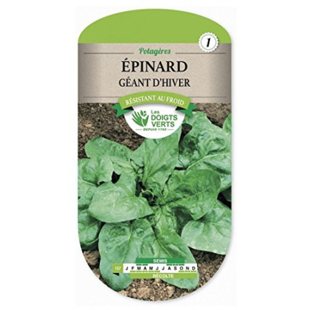 Épinard Géant d'Hiver Les Doigts Verts : Graines Potagères