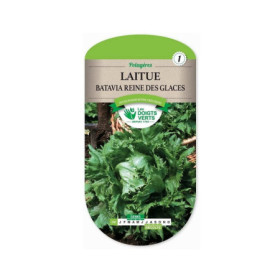 Laitue Batavia Reine des Glaces - Les Doigts Verts