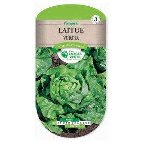 Laitue Verpia Les Doigts Verts Résistante au Froid