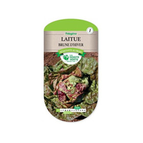 Laitue Brune d'Hiver Doigts Verts Récolte Hivernale