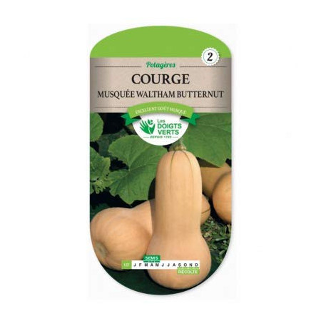 Graines Courge Musquée Waltham Butternut Les Doigts Verts