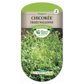 Chicorée Frisée Wallonne : Salade d'Automne Résistante