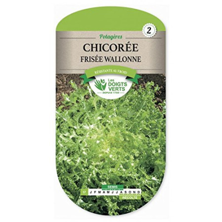 Chicorée Frisée Wallonne : Salade d'Automne Résistante