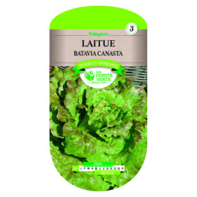 Laitue Batavia Canasta - Graines Potager - Les Doigts Verts