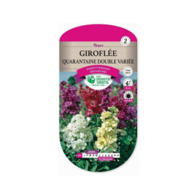 Giroflée Quarantaine Double Variée - Fleurs Parfumées