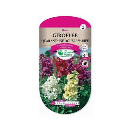 Giroflée Quarantaine Double Variée - Fleurs Parfumées