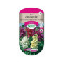Giroflée Quarantaine Double Variée - Fleurs Parfumées