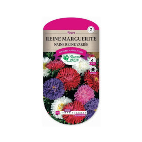 Reine Marguerite Naine Variée - Graines Les Doigts Verts