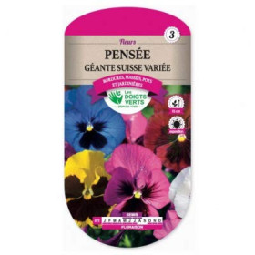 Pensée Géante Suisse Variée - Fleurs de Printemps