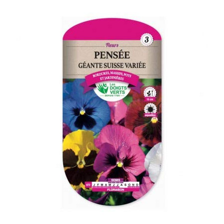 Pensée Géante Suisse Variée - Fleurs de Printemps