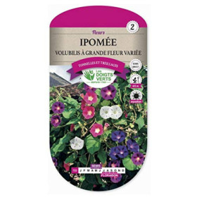 Ipomée Volubilis Grande Fleur - Les Doigts Verts