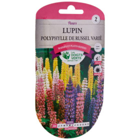 Graines Lupin Russel Varié Bel Été Fleuri