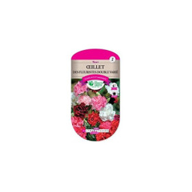 Oeillet Fleuriste Double Varié Couleurs Jardin Balcon