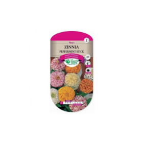 Zinnia Peppermint Stick Les Doigts Verts : Graines de Fleurs