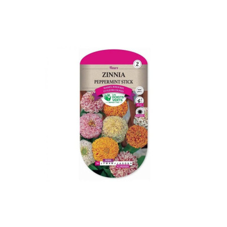 Zinnia Peppermint Stick Les Doigts Verts : Graines de Fleurs