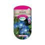 Ipomee Bleu d'Azur - Fleur Grimpante Annuelle