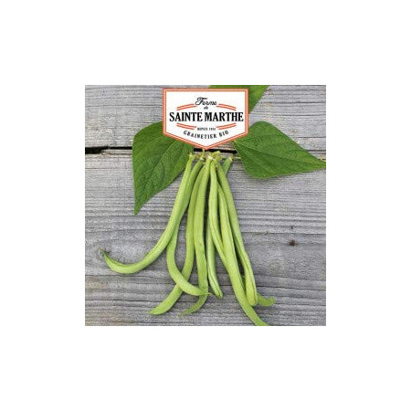 Graines Haricot Nain Maxi Filet Ferme Sainte Marthe