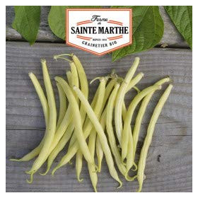 Haricot Nain Major Mangetout Bio Ferme Sainte Marthe