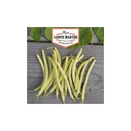 Haricot Nain Major Mangetout Bio Ferme Sainte Marthe