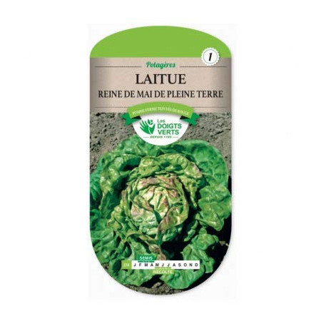 Graines de Laitue Reine de Mai