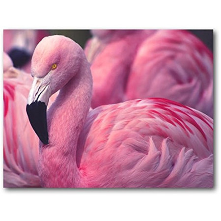 Tableau Flamant Rose Cadre Toile 50x40cm