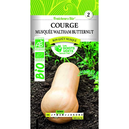 Semences Courge Musquée Bio Waltham Butternut